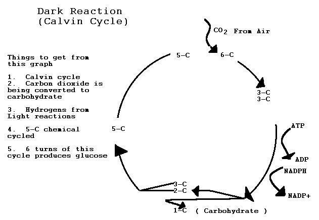 Photosythesis dark reaction