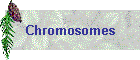 Chromosomes