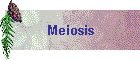 Meiosis