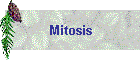 Mitosis