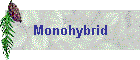 Monohybrid